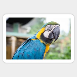 Captivating Color: The Inquisitive Macaw Sticker